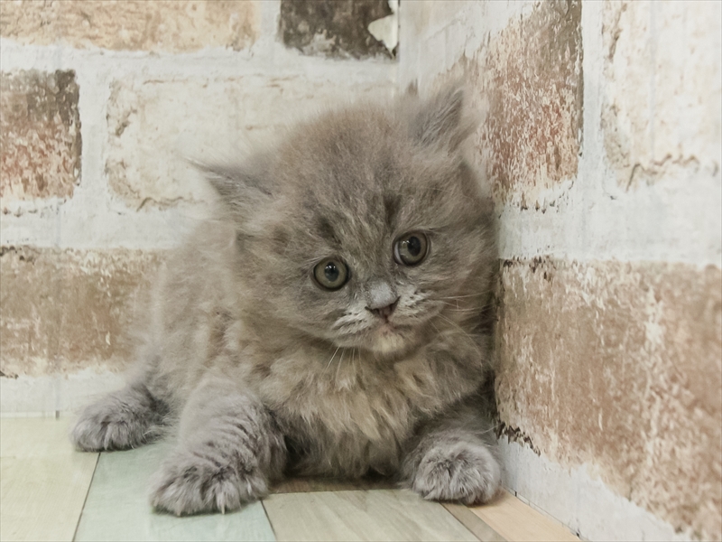 愛知県のブリティッシュロングヘアー (ワンラブ名古屋守山インター総本店/2026年2月15日生まれ/女の子/ブルークリーム)の子猫の3枚目の画像