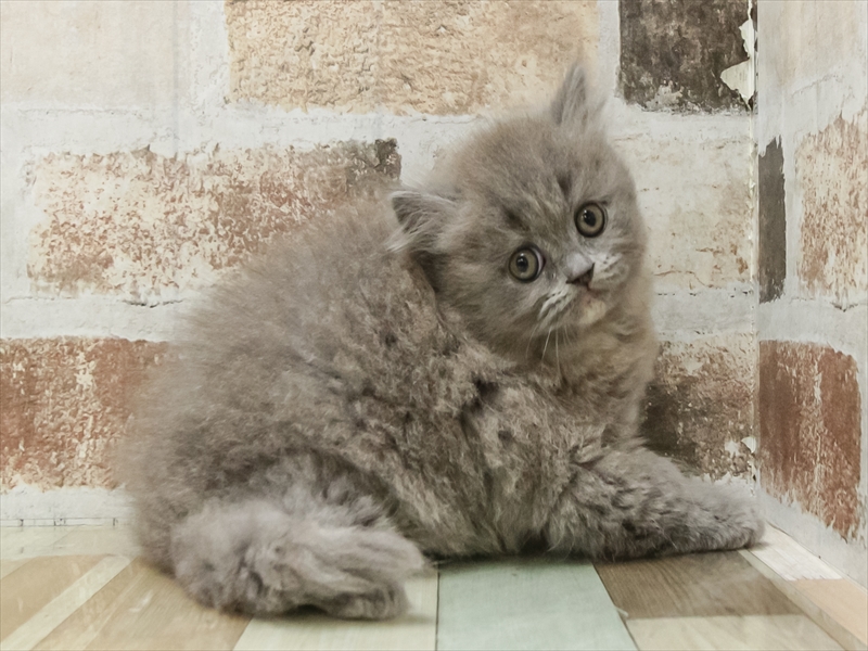 愛知県のブリティッシュロングヘアー (ワンラブ名古屋守山インター総本店/2026年2月15日生まれ/女の子/ブルークリーム)の子猫の2枚目の画像