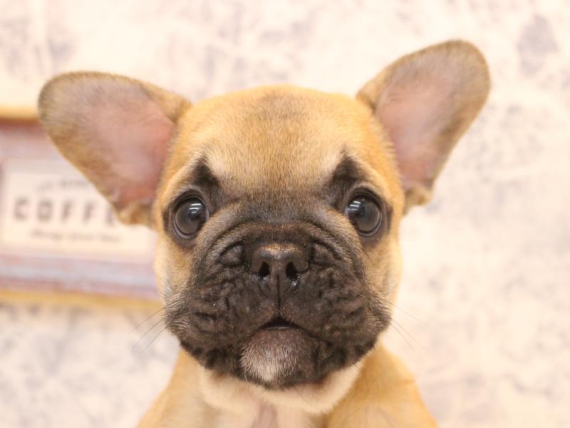 埼玉県のフレンチブルドッグ (ワンラブ埼玉寄居店/2026年1月24日生まれ/男の子/フォーン)の子犬の1枚目の画像