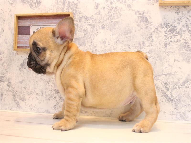 埼玉県のフレンチブルドッグ (ワンラブ埼玉寄居店/2026年1月24日生まれ/男の子/フォーン)の子犬の3枚目の画像