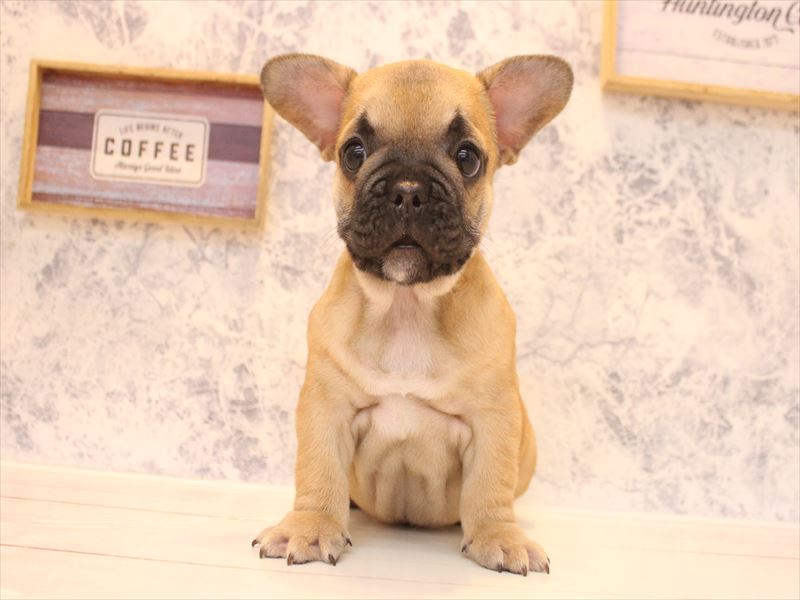 埼玉県のフレンチブルドッグ (ワンラブ埼玉寄居店/2026年1月24日生まれ/男の子/フォーン)の子犬の2枚目の画像