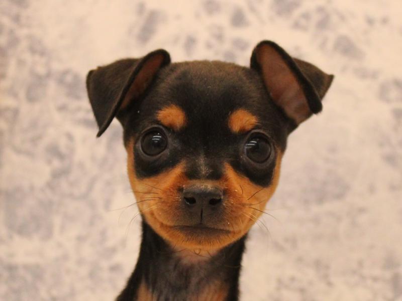 埼玉県のミニチュアピンシャー (ワンラブ埼玉寄居店/2026年2月8日生まれ/女の子/ブラックタン)の子犬の1枚目の画像