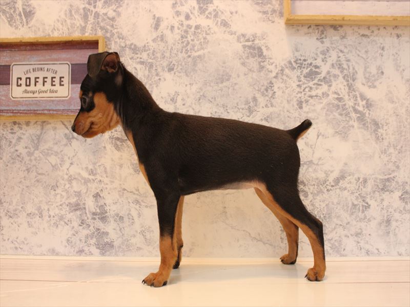 埼玉県のミニチュアピンシャー (ワンラブ埼玉寄居店/2026年2月8日生まれ/女の子/ブラックタン)の子犬の3枚目の画像