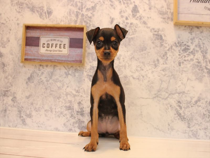 埼玉県のミニチュアピンシャー (ワンラブ埼玉寄居店/2026年2月8日生まれ/女の子/ブラックタン)の子犬の2枚目の画像