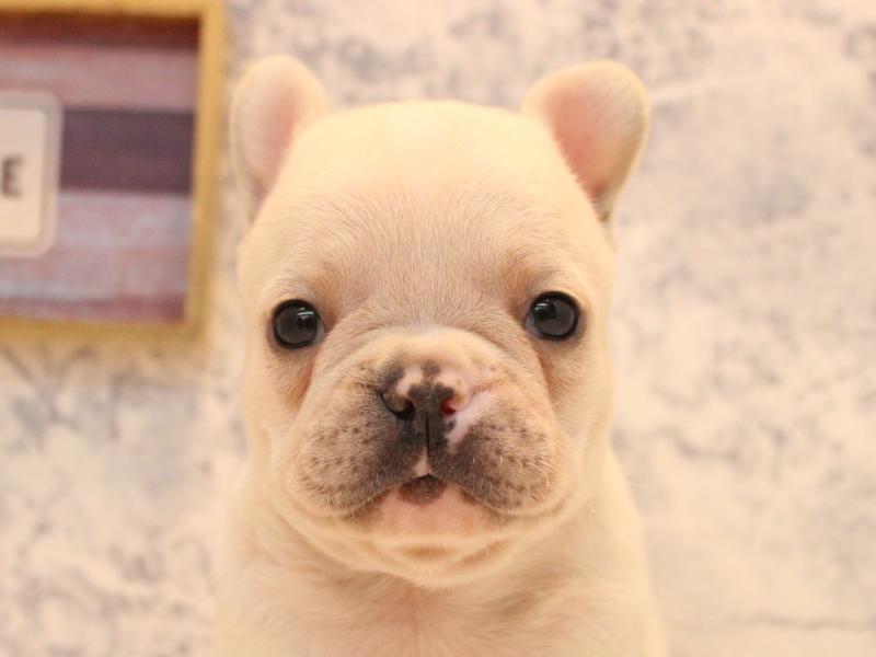 福岡県のフレンチブルドッグ (ワンラブ福岡総本店/2026年2月17日生まれ/男の子/クリーム)の子犬の1枚目の画像