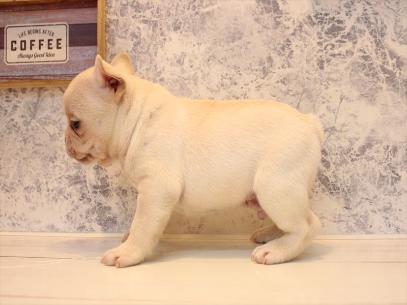 福岡県のフレンチブルドッグ (ワンラブ福岡総本店/2026年2月17日生まれ/男の子/クリーム)の子犬の3枚目の画像