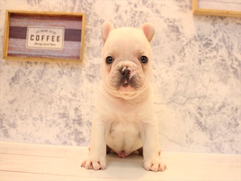 福岡県のフレンチブルドッグ (ワンラブ福岡総本店/2026年2月17日生まれ/男の子/クリーム)の子犬の2枚目の画像