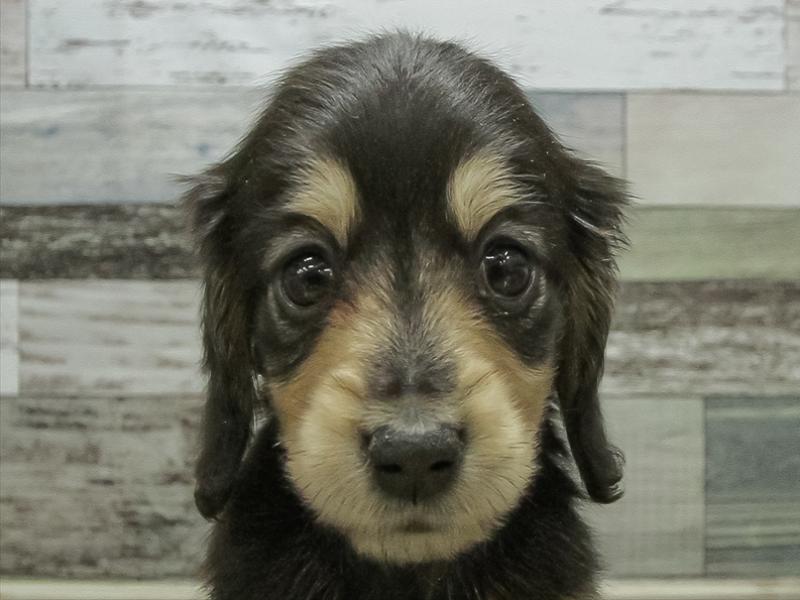 愛知県のミニチュアダックスフンド(ロング) (ワンラブ名古屋守山インター総本店/2026年2月9日生まれ/女の子/ブラックイエロー)の子犬の1枚目の画像