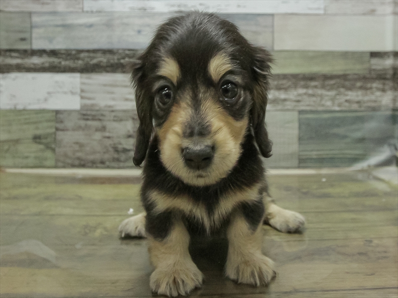 愛知県のミニチュアダックスフンド(ロング) (ワンラブ名古屋守山インター総本店/2026年2月9日生まれ/女の子/ブラックイエロー)の子犬の3枚目の画像