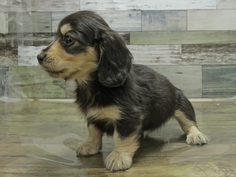 愛知県のミニチュアダックスフンド(ロング) (ワンラブ名古屋守山インター総本店/2026年2月9日生まれ/女の子/ブラックイエロー)の子犬の2枚目の画像