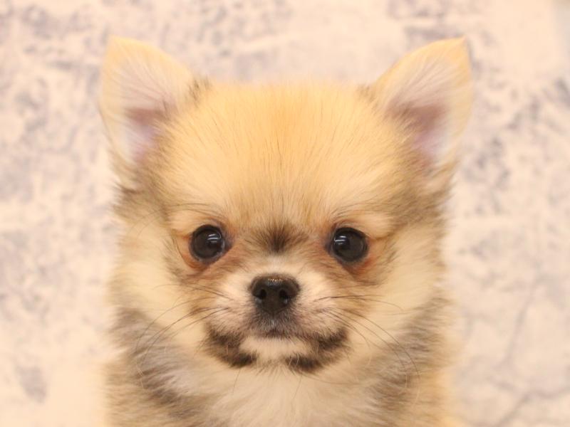 熊本県のポメチワ/チワポメ/ポメチー(ポメラニアン×チワワ) (ワンラブゆめタウンはません店/2026年2月17日生まれ/男の子/オレンジ)の子犬の1枚目の画像