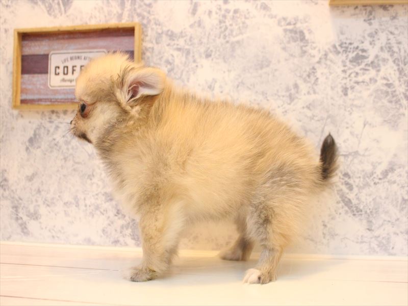 熊本県のポメチワ/チワポメ/ポメチー(ポメラニアン×チワワ) (ワンラブゆめタウンはません店/2026年2月17日生まれ/男の子/オレンジ)の子犬の3枚目の画像