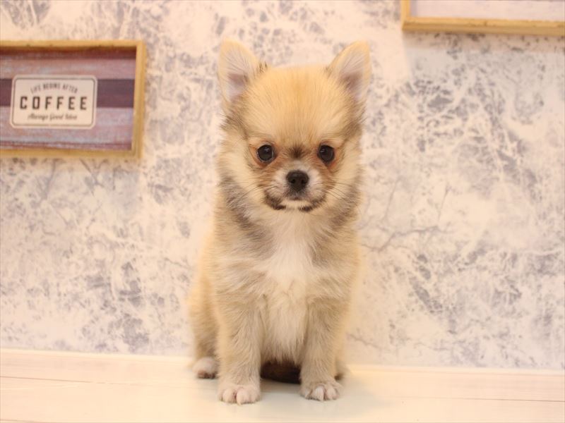 熊本県のポメチワ/チワポメ/ポメチー(ポメラニアン×チワワ) (ワンラブゆめタウンはません店/2026年2月17日生まれ/男の子/オレンジ)の子犬の2枚目の画像