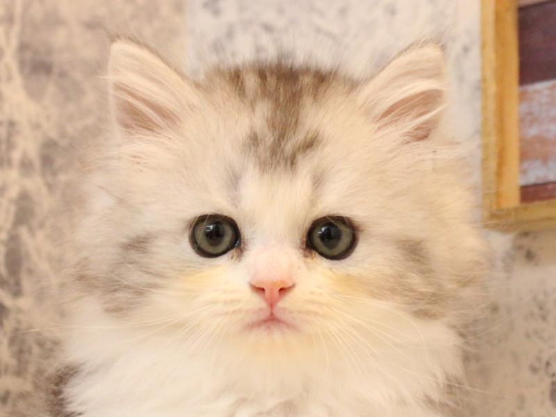 埼玉県のラガマフィン (ワンラブ埼玉寄居店/2026年2月21日生まれ/女の子/シルバータビーホワイト)の子猫の1枚目の画像