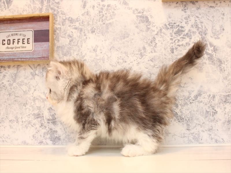 埼玉県のラガマフィン (ワンラブ埼玉寄居店/2026年2月21日生まれ/女の子/シルバータビーホワイト)の子猫の3枚目の画像