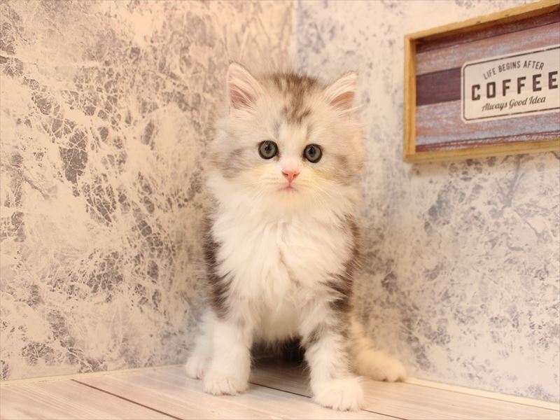 埼玉県のラガマフィン (ワンラブ埼玉寄居店/2026年2月21日生まれ/女の子/シルバータビーホワイト)の子猫の2枚目の画像