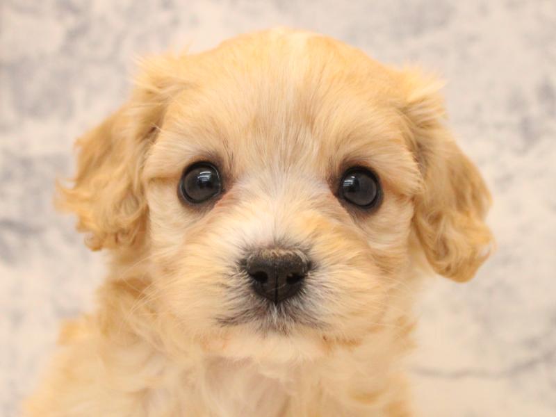 福岡県のキャバプー(キャバリア×プードル) (ワンラブ福岡総本店/2026年2月21日生まれ/女の子/アプリコット)の子犬の1枚目の画像