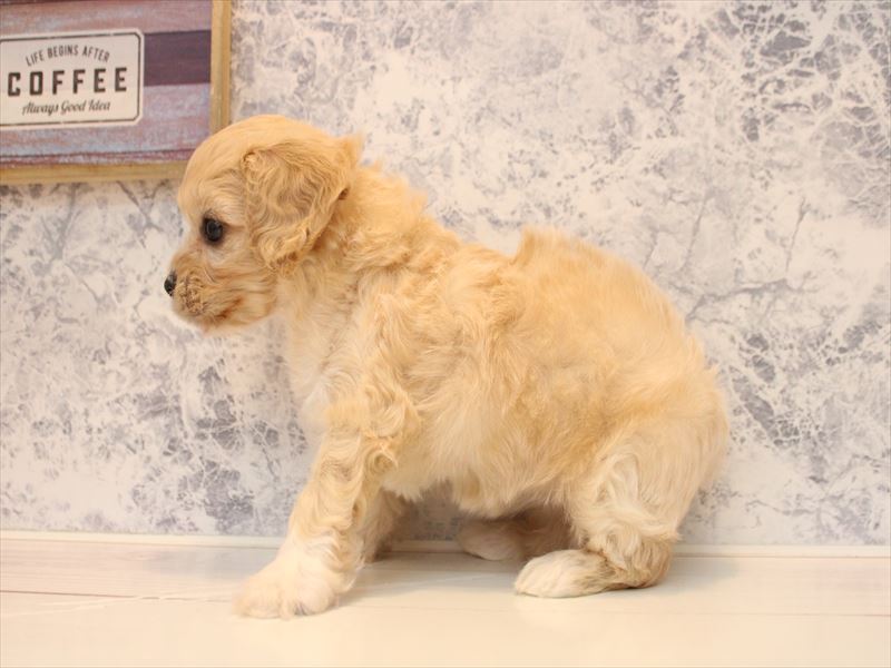福岡県のキャバプー(キャバリア×プードル) (ワンラブ福岡総本店/2026年2月21日生まれ/女の子/アプリコット)の子犬の3枚目の画像