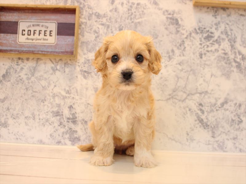 福岡県のキャバプー(キャバリア×プードル) (ワンラブ福岡総本店/2026年2月21日生まれ/女の子/アプリコット)の子犬の2枚目の画像