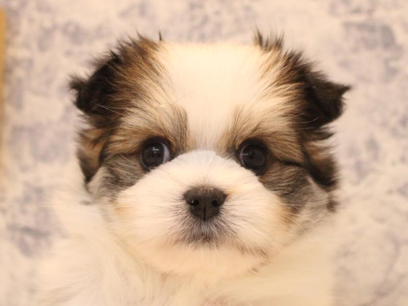 埼玉県のポメマル/マルポメ(ポメラニアン×マルチーズ) (ワンラブ埼玉寄居店/2026年2月21日生まれ/男の子/パーティーカラー)の子犬の1枚目の画像