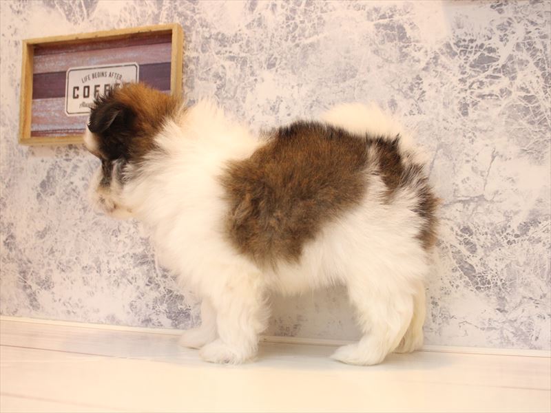 埼玉県のポメマル/マルポメ(ポメラニアン×マルチーズ) (ワンラブ埼玉寄居店/2026年2月21日生まれ/男の子/パーティーカラー)の子犬の3枚目の画像