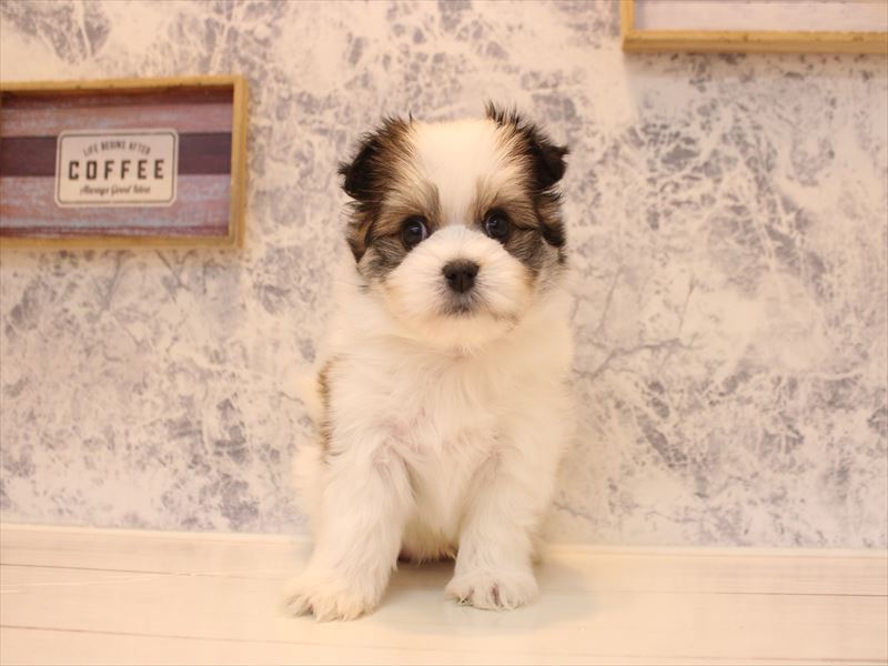 埼玉県のポメマル/マルポメ(ポメラニアン×マルチーズ) (ワンラブ埼玉寄居店/2026年2月21日生まれ/男の子/パーティーカラー)の子犬の2枚目の画像