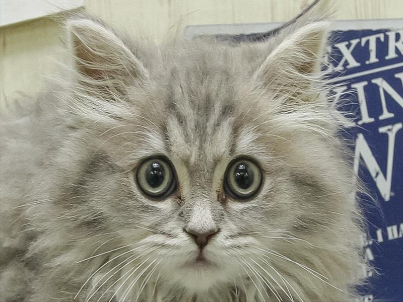 愛知県のスコティッシュフォールド (ワンラブ名古屋守山インター総本店/2026年2月18日生まれ/男の子/ブルーマッカレルタビーホワイト)の子猫の1枚目の画像