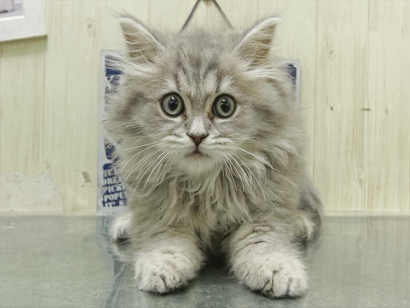 愛知県のスコティッシュフォールド (ワンラブ名古屋守山インター総本店/2026年2月18日生まれ/男の子/ブルーマッカレルタビーホワイト)の子猫の3枚目の画像