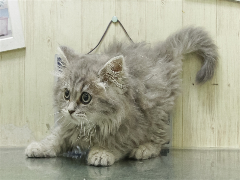 愛知県のスコティッシュフォールド (ワンラブ名古屋守山インター総本店/2026年2月18日生まれ/男の子/ブルーマッカレルタビーホワイト)の子猫の2枚目の画像