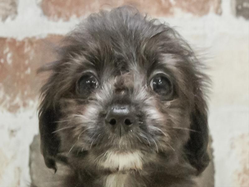 愛知県のマルックス(マルチーズ×ダックス) (ワンラブ名古屋守山インター総本店/2026年2月17日生まれ/女の子/シルバー)の子犬の1枚目の画像