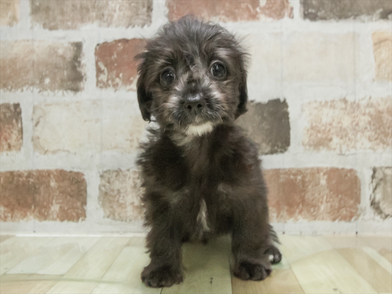 愛知県のマルックス(マルチーズ×ダックス) (ワンラブ名古屋守山インター総本店/2026年2月17日生まれ/女の子/シルバー)の子犬の3枚目の画像