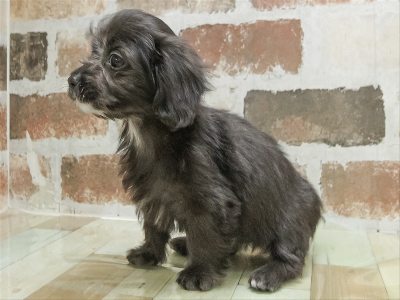 愛知県のマルックス(マルチーズ×ダックス) (ワンラブ名古屋守山インター総本店/2026年2月17日生まれ/女の子/シルバー)の子犬の2枚目の画像