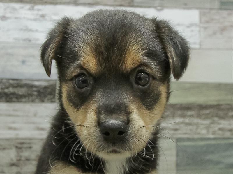 愛知県のチワ柴/柴チワ/チワシバ(チワワ×柴) (ワンラブ星崎店(FC)/2026年2月28日生まれ/女の子/ブラックタンホワイト)の子犬の1枚目の画像