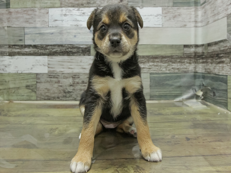 愛知県のチワ柴/柴チワ/チワシバ(チワワ×柴) (ワンラブ星崎店(FC)/2026年2月28日生まれ/女の子/ブラックタンホワイト)の子犬の3枚目の画像