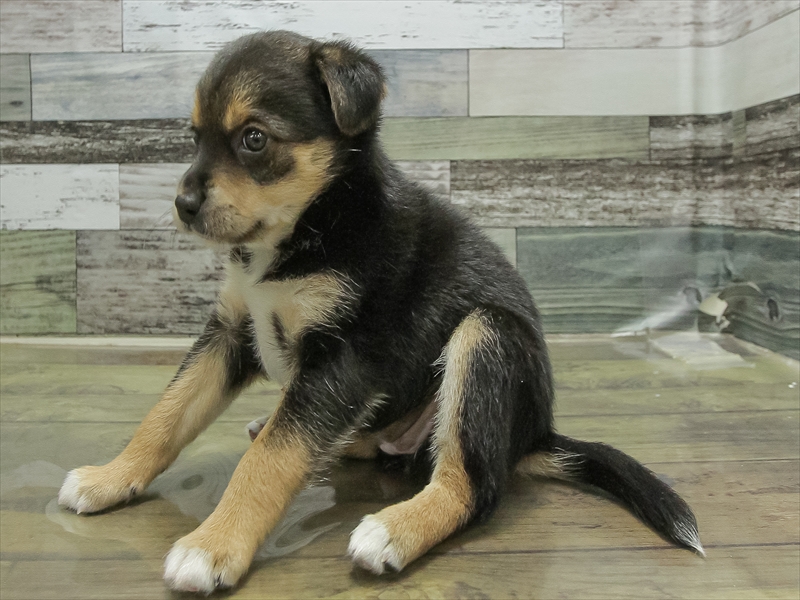 愛知県のチワ柴/柴チワ/チワシバ(チワワ×柴) (ワンラブ星崎店(FC)/2026年2月28日生まれ/女の子/ブラックタンホワイト)の子犬の2枚目の画像