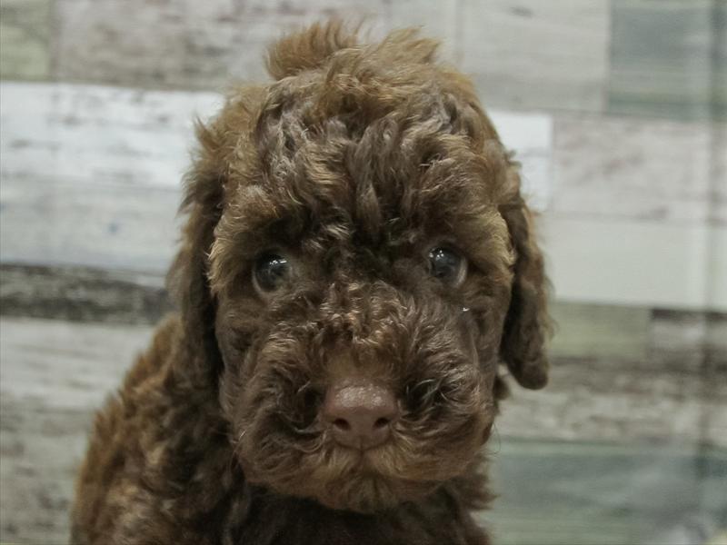 愛知県のトイプードル(トイ) (ワンラブ名古屋守山インター総本店/2026年3月1日生まれ/男の子/ブラウン)の子犬の1枚目の画像