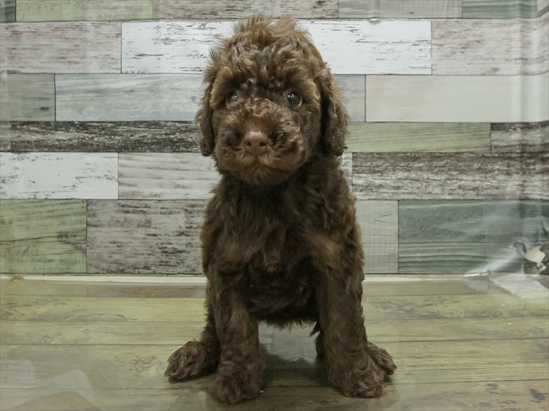 愛知県のトイプードル(トイ) (ワンラブ名古屋守山インター総本店/2026年3月1日生まれ/男の子/ブラウン)の子犬の3枚目の画像