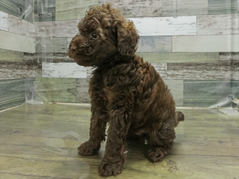 愛知県のトイプードル(トイ) (ワンラブ名古屋守山インター総本店/2026年3月1日生まれ/男の子/ブラウン)の子犬の2枚目の画像