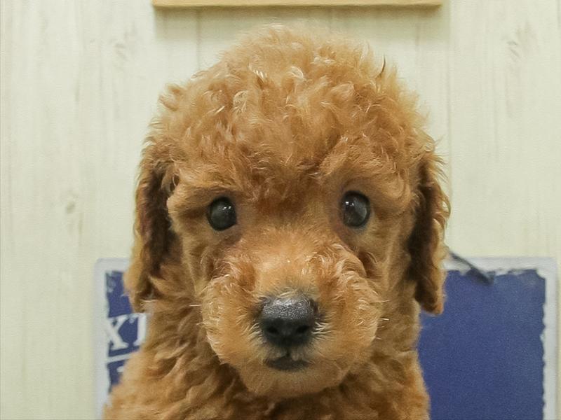 愛知県のトイプードル(トイ) (ワンラブ名古屋守山インター総本店/2026年3月1日生まれ/男の子/レッドフォーン)の子犬の1枚目の画像