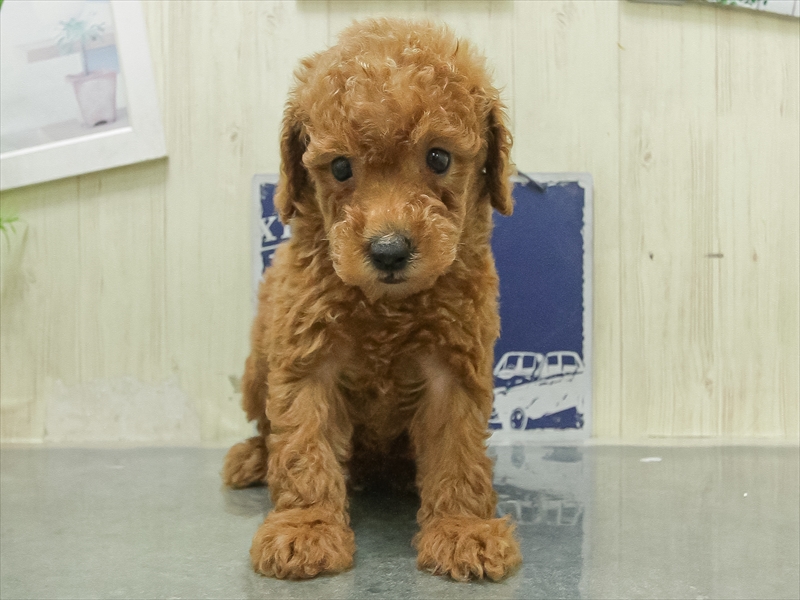 愛知県のトイプードル(トイ) (ワンラブ名古屋守山インター総本店/2026年3月1日生まれ/男の子/レッドフォーン)の子犬の3枚目の画像