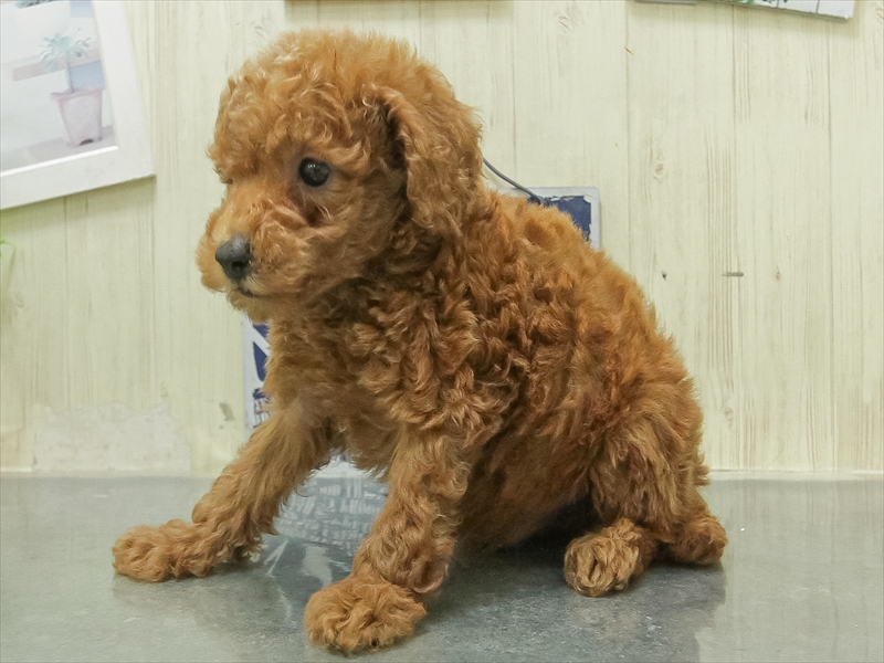 愛知県のトイプードル(トイ) (ワンラブ名古屋守山インター総本店/2026年3月1日生まれ/男の子/レッドフォーン)の子犬の2枚目の画像