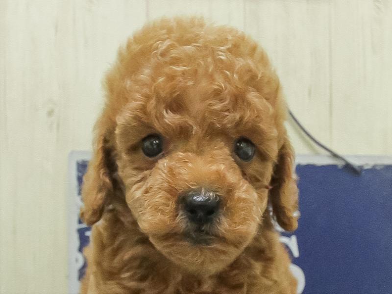 愛知県のトイプードル(トイ) (ワンラブ名古屋守山インター総本店/2026年3月1日生まれ/男の子/レッドフォーン)の子犬の1枚目の画像