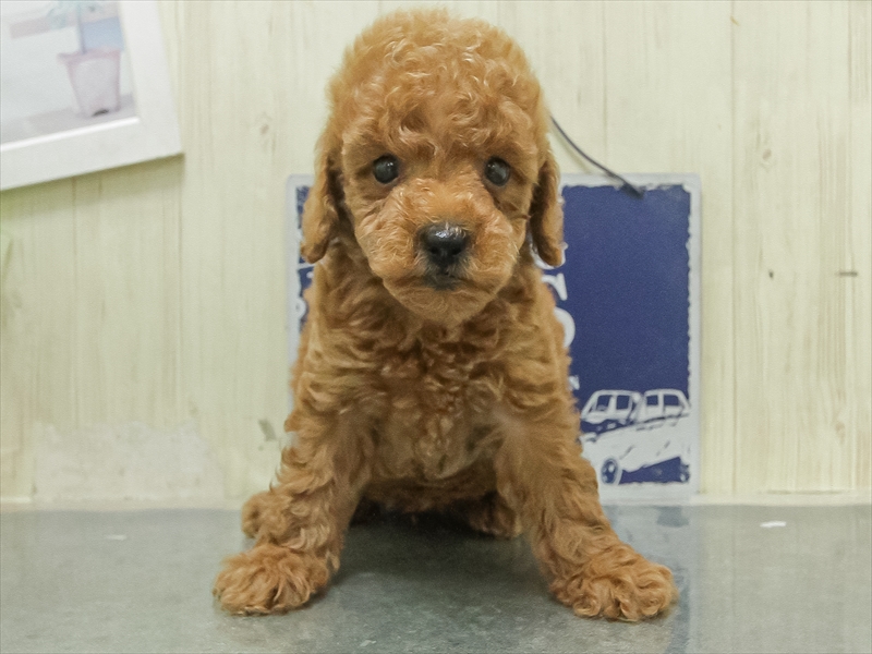 愛知県のトイプードル(トイ) (ワンラブ名古屋守山インター総本店/2026年3月1日生まれ/男の子/レッドフォーン)の子犬の3枚目の画像