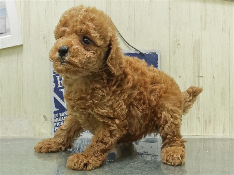 愛知県のトイプードル(トイ) (ワンラブ名古屋守山インター総本店/2026年3月1日生まれ/男の子/レッドフォーン)の子犬の2枚目の画像