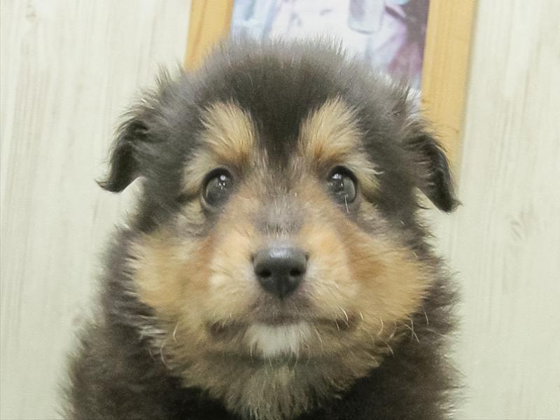 愛知県のハーフ犬・ミックス犬 (ワンラブ名古屋守山インター総本店/2026年2月28日生まれ/男の子/ブラックタンホワイト)の子犬の1枚目の画像