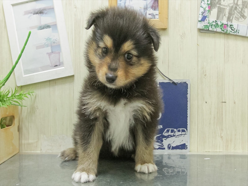 愛知県のハーフ犬・ミックス犬 (ワンラブ名古屋守山インター総本店/2026年2月28日生まれ/男の子/ブラックタンホワイト)の子犬の3枚目の画像