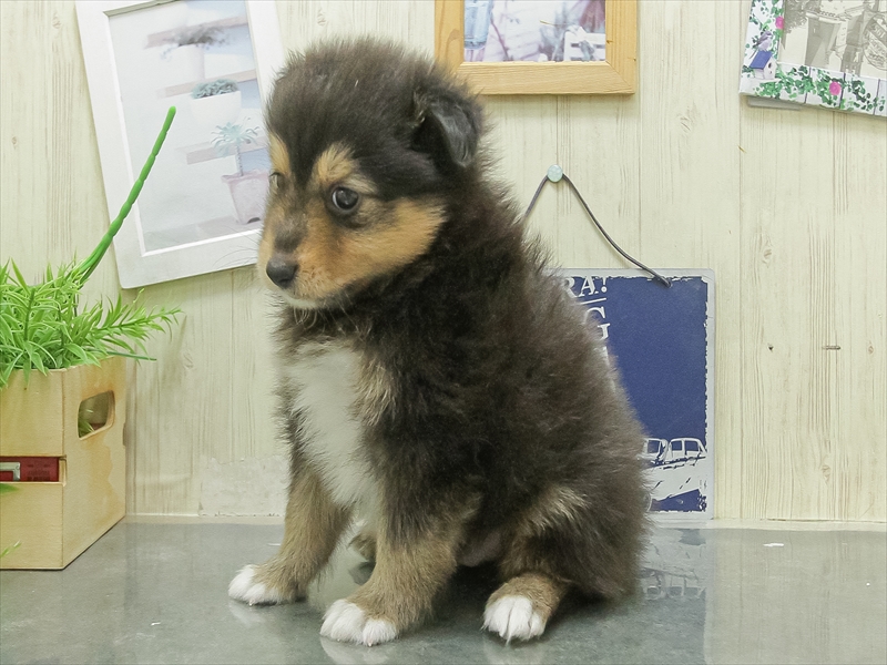 愛知県のハーフ犬・ミックス犬 (ワンラブ名古屋守山インター総本店/2026年2月28日生まれ/男の子/ブラックタンホワイト)の子犬の2枚目の画像