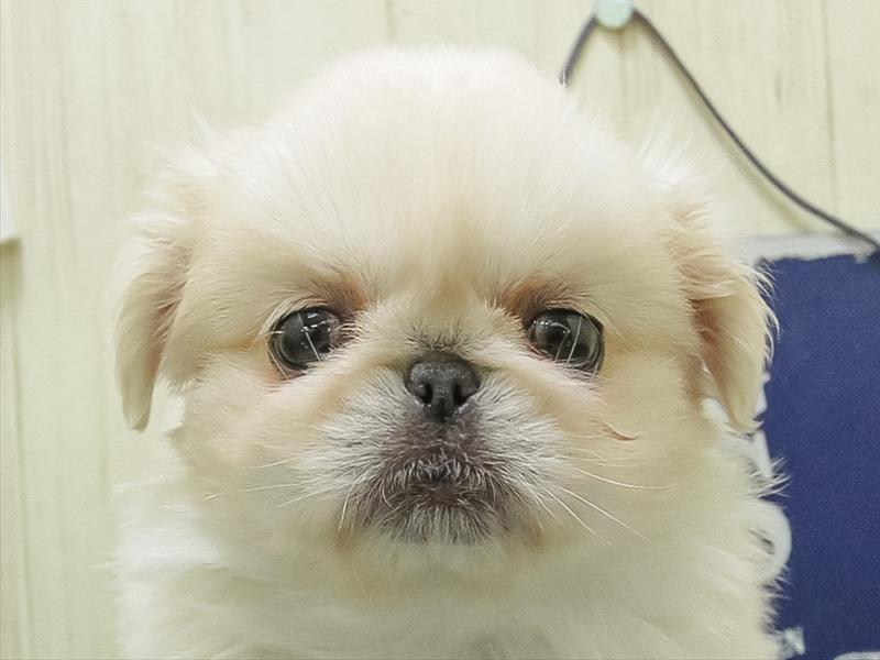 福岡県のペキニーズ (ワンラブ福岡総本店/2026年2月28日生まれ/女の子/クリーム)の子犬の1枚目の画像
