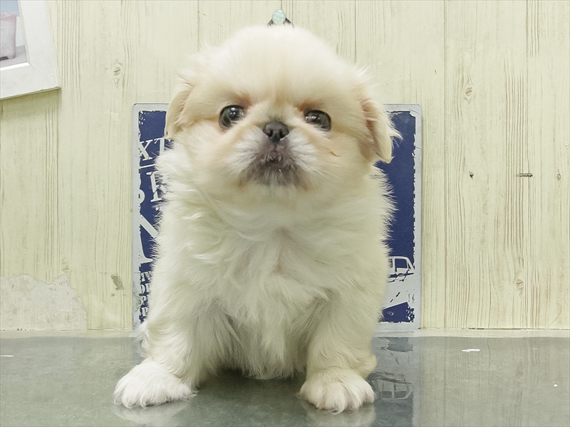 福岡県のペキニーズ (ワンラブ福岡総本店/2026年2月28日生まれ/女の子/クリーム)の子犬の3枚目の画像