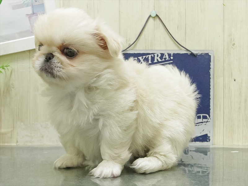 福岡県のペキニーズ (ワンラブ福岡総本店/2026年2月28日生まれ/女の子/クリーム)の子犬の2枚目の画像
